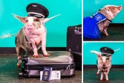 Sanfrancisco airport started pig therapy | Oneindia Malayalam