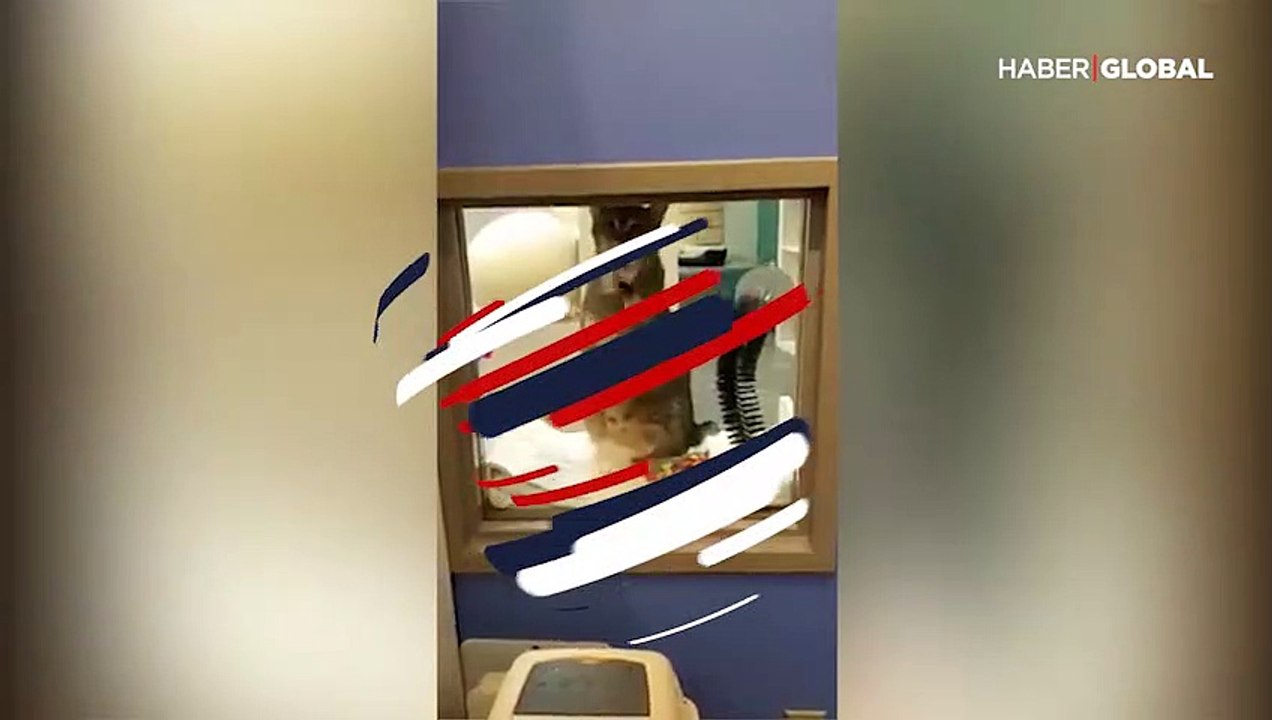 Arkadaşlarını özgür bırakmak isteyen asi kedi Quilty tecrit altında!