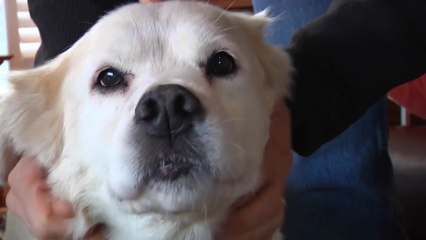 "반려견의 수명을 연장하라"...美 대규모 프로젝트 출범 / YTN