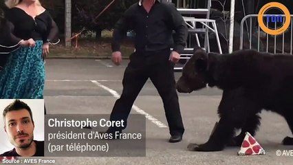 L’ancien ours de cirque Mischa est mort