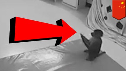 Zoo monkey in China takes phone and goes online shopping