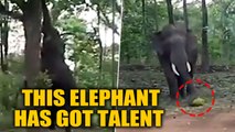 Elephant climbs tree to pluck Jackfruit using its trunk, goes viral | OneIndia News