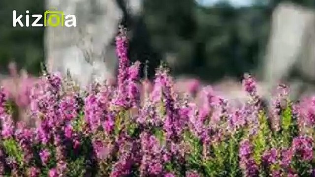 Pentecôte autour du Golfe du Morbihan 2020
