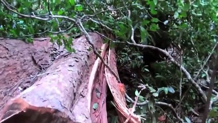 Amazing Fastest Skills Big Tree Felling, Extreme Chainsaw Cutting Tree Machines Work