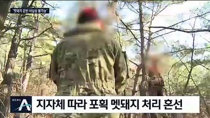 멧돼지 무거워서 산에 방치?…사체 처리 혼란은 민통선도 마찬가지