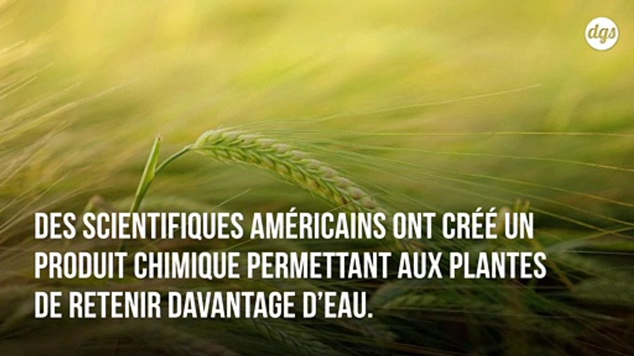 Cette nouvelle substance permet aux plantes de mieux résister aux sécheresses