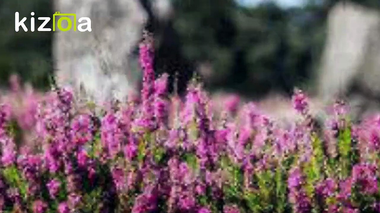 Pentecôte autour du Golfe du Morbihan 2020