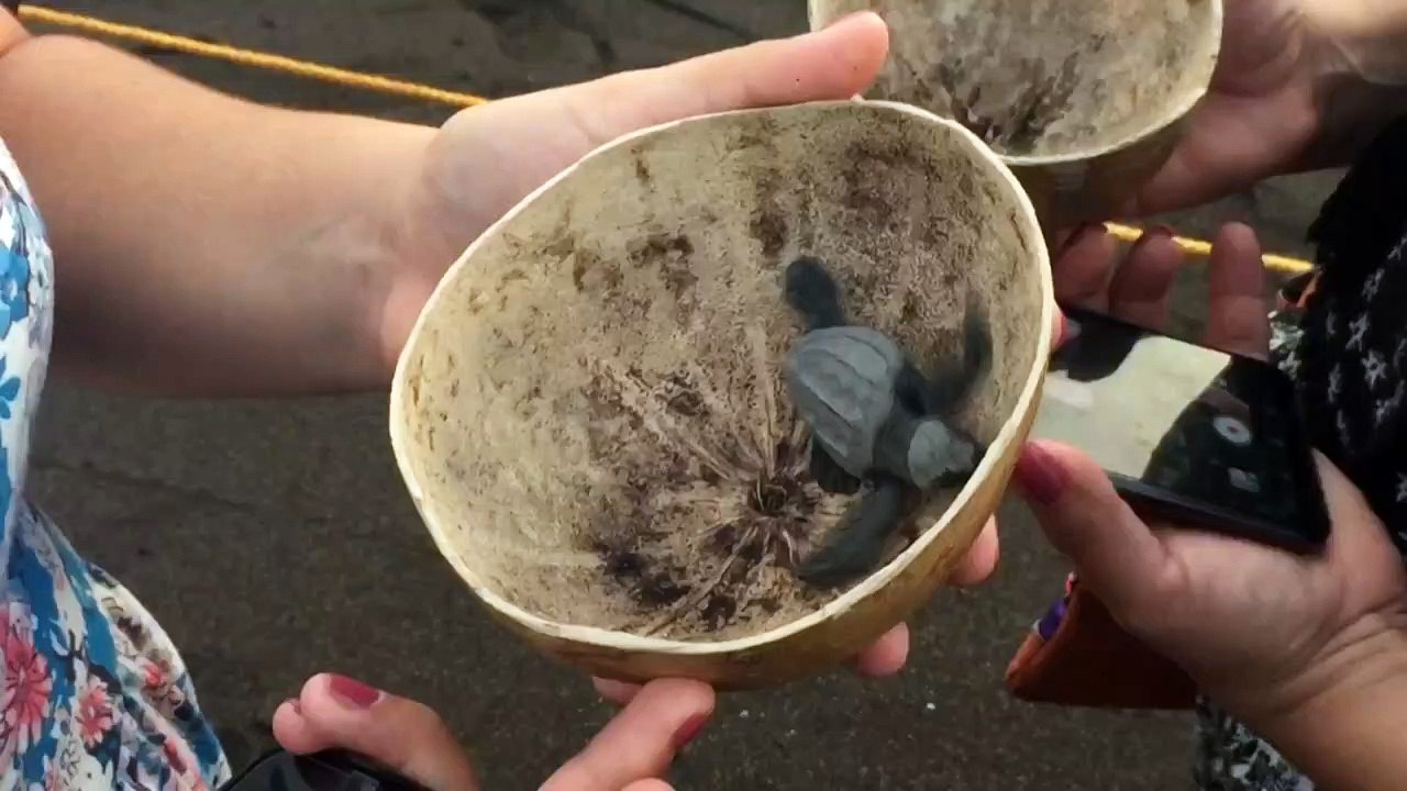 Hier tapsen Babyschildkröten zum ersten Mal ins Wasser