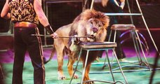 Paris : la mairie souhaite interdire la représentation d'animaux sauvages dans les cirques