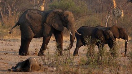 வறட்சியால் உயிரிழந்த 200 யானைகள்... உலகை கலங்க வைத்த   புகைப்படங்கள்