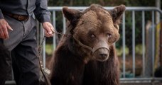 Retiré à ses propriétaires pour mauvais traitement, l'ours Mischa n'a pas survécu