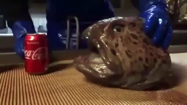 La tête de l'anguille-loup peut toujours mordre même si elle est détachée du corps