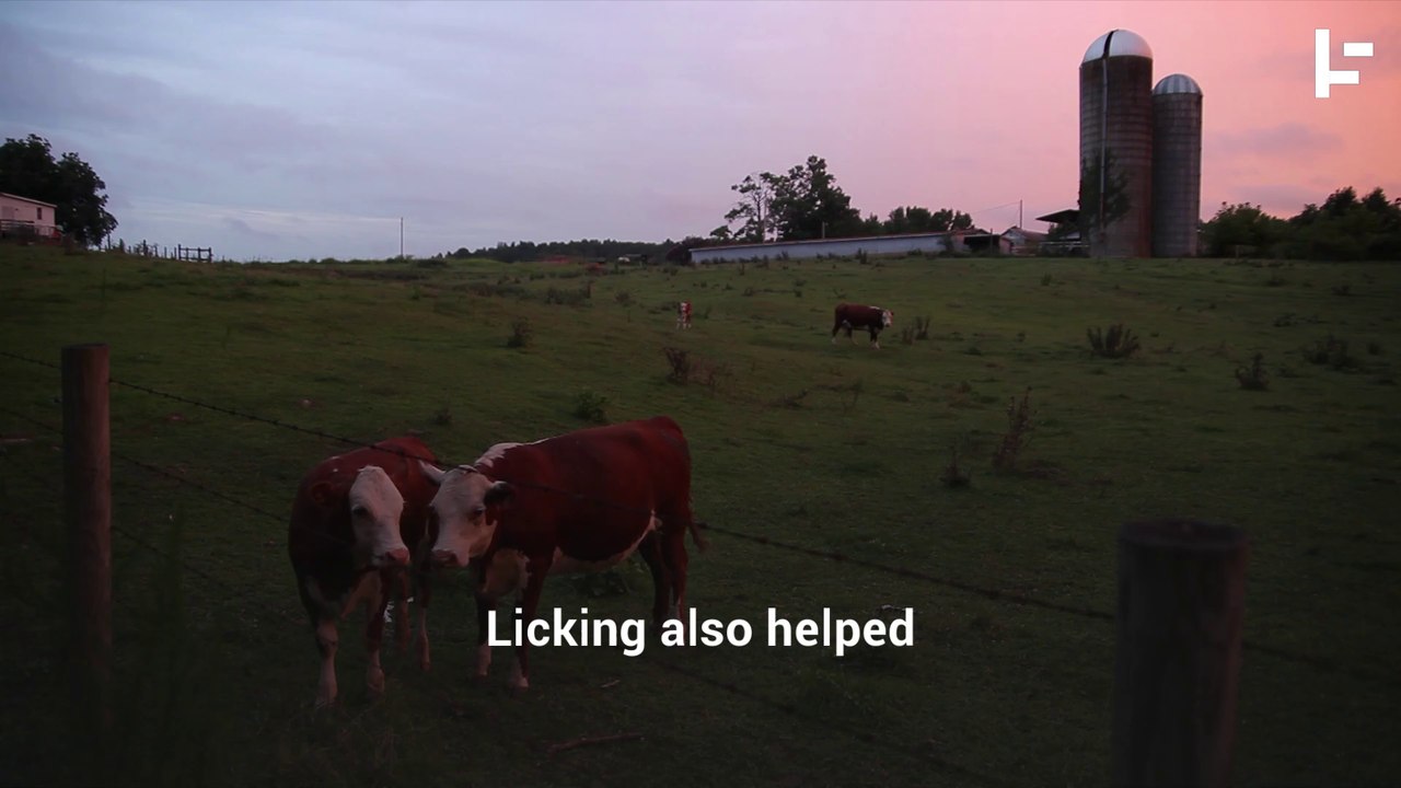 Cows Have Best Friends and Become Sad When They’re Separated