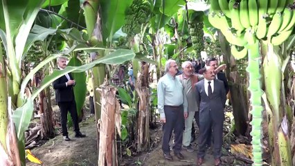 'Antalya tropik meyve üssü haline geldi' - ANTALYA