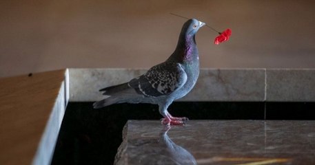 Un pigeon se construit un nid avec des coquelicots volés sur la tombe du soldat inconnu en Australie