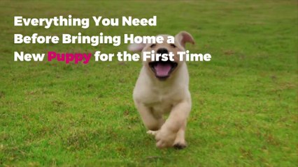 Everything You Need Before Bringing Home a New Puppy for the First Time