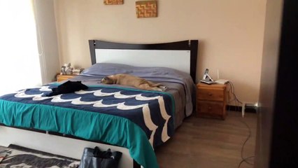 Dog Basks in Bed When Moms Gone