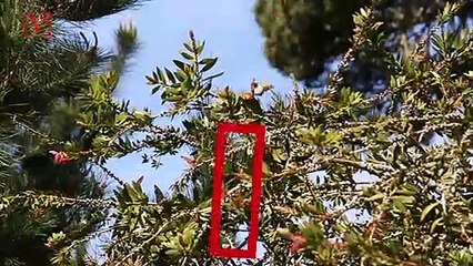 An ‘Insect Apocalypse’ Could Endanger All Life on Earth