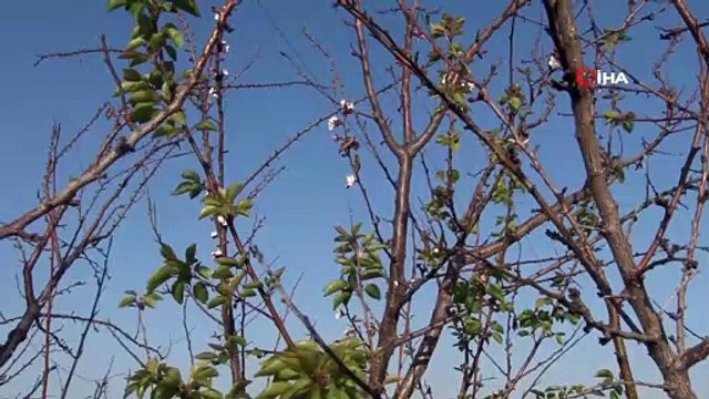 ‘Pastırma Yazı’ Kayısı Ağacına Çiçek Açtırdı, Bir Yanı Kış Bir Yanı Bahar