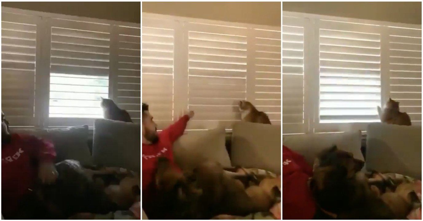 Quando o gato lá de casa é mais teimoso que o próprio dono... mas quem manda afinal?