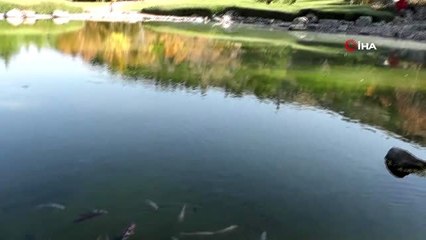 Kırşehir'de Japon bahçesine ziyaretçi akını