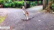 Kangaroo Joey Discovers Joys Of Life With Its First Hops