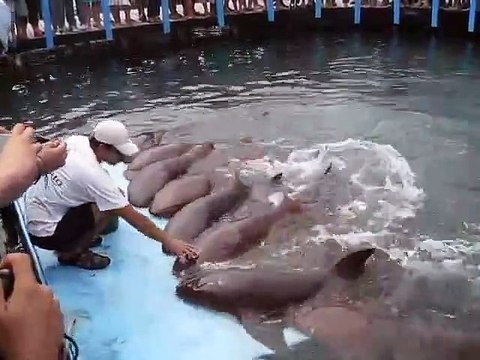 Ce soigneur donne à manger à des dizaines de requins trop mignons