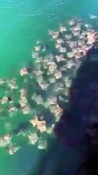Il filme des centaines de raies qui nagent ensemble en floride