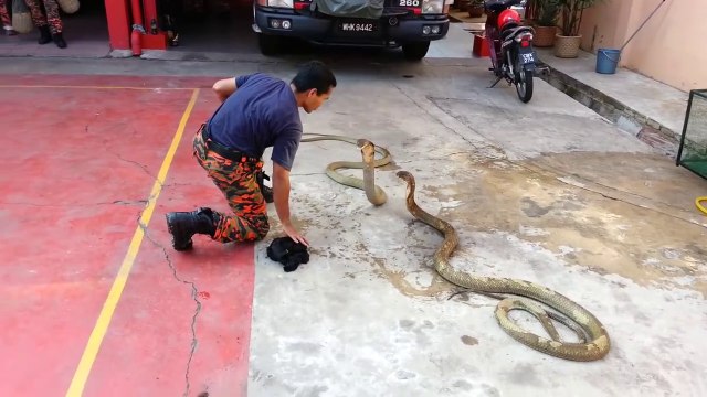 Il prend d'énormes risques en manipulant 2 cobras géants pendant son show