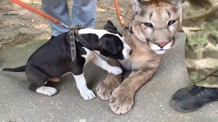 Ce chiot veut jouer avec un puma... Trop mignon