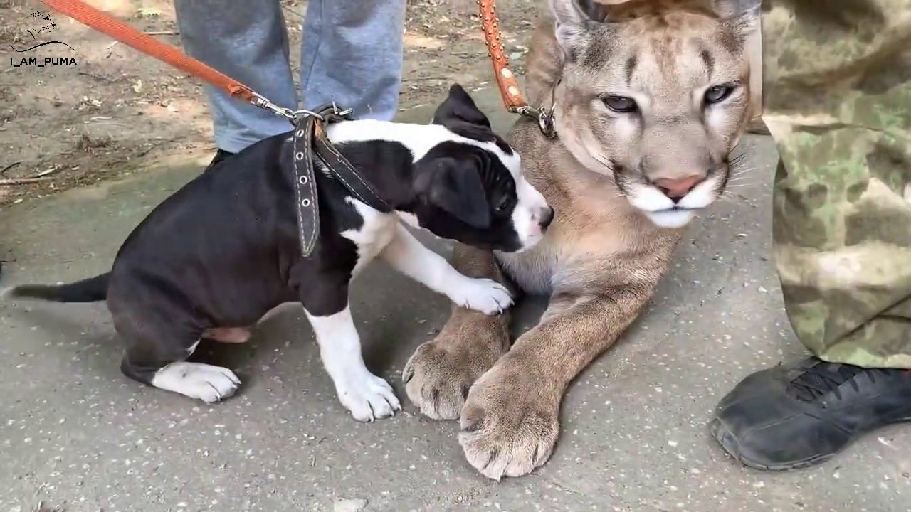 Ce chiot veut jouer avec un puma... Trop mignon