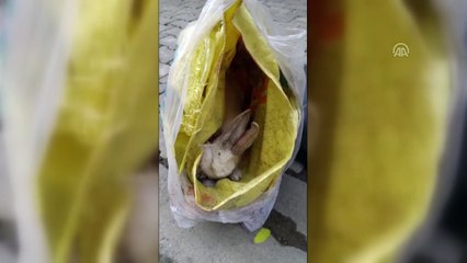 Boynu kesilerek çöpe atılan tavşan tedavi altına alındı - MANİSA