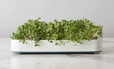 Unique Gift Ideas for Your Friend Who Loves to Garden