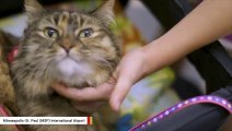 Airport Unveils Therapy Cat For Anxious Flyers