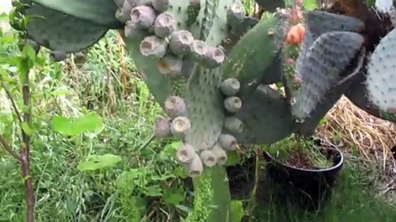 PLANTA DE XOCONOSTLE FLORES Y FRUTA