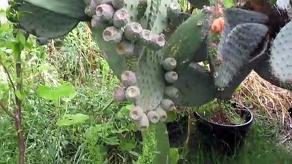 PLANTA DE XOCONOSTLE FLORES Y FRUTA
