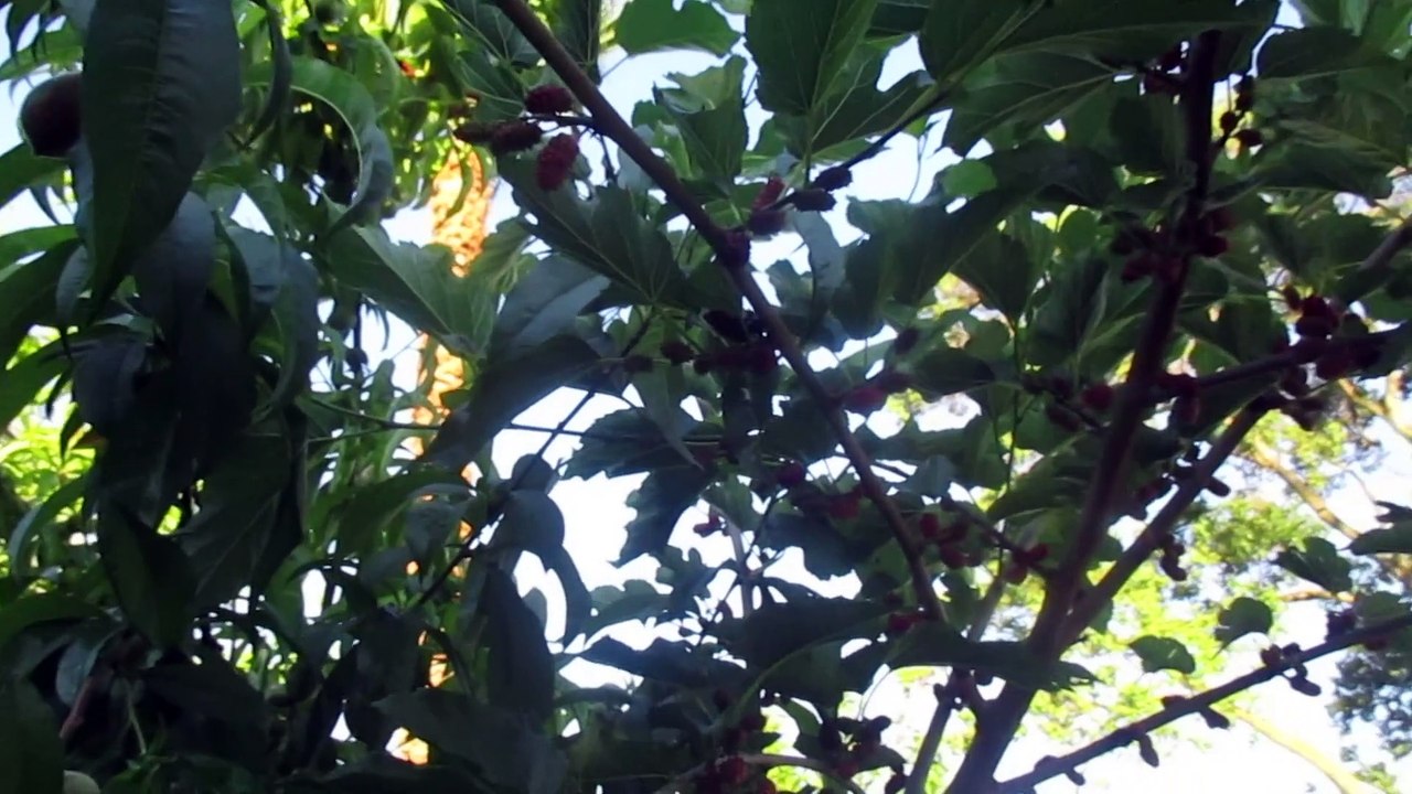 PLANTA DE MORA QUE ENRAIZE DE UN ESQUEJE