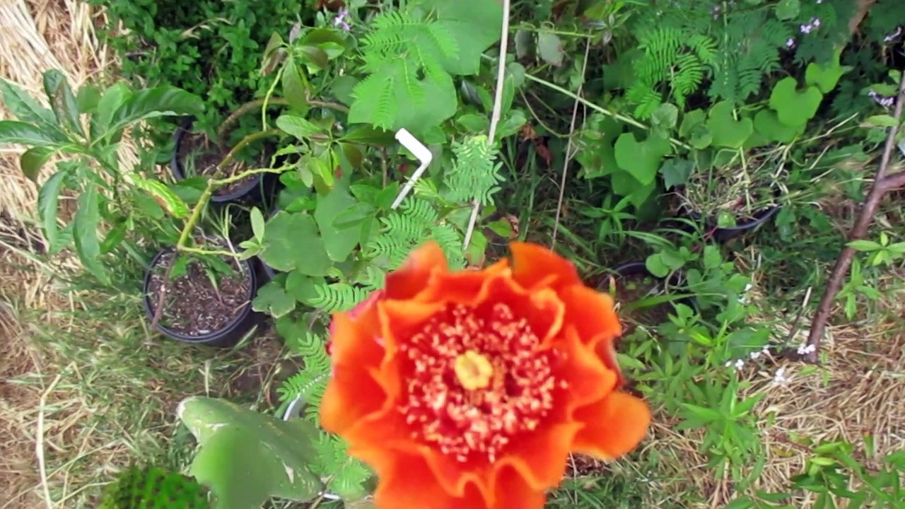NOPAL CON FLOR NARANJA YA EMPEZO A FLOREAR EN MACETA