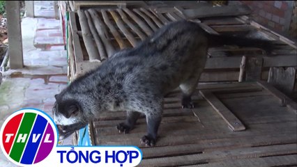 Phát triển mô hình nuôi chồn hương tại Hậu Giang