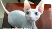 I've never seen a Sphynx cat with eyes like that! What a beauty! - Naturee Wildlife