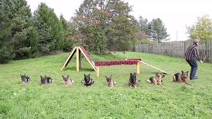 Good Dogs Help Their Human Exercise