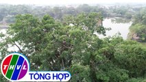 Đan chim cổ rắn quý hiếm bay về trú ngụ tại Biên Hòa, Đồng Nai