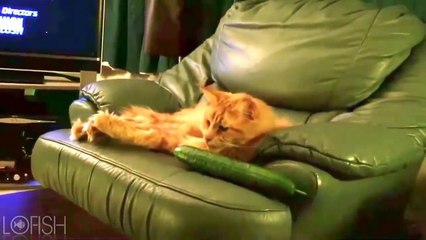 Animales Graciosos 2016 - Vídeos que dan risa - Fails de Animales