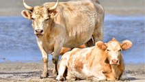 ABD: Kasırgada denize sürüklenen 3 inek, kilometrelerce uzakta ortaya çıktı