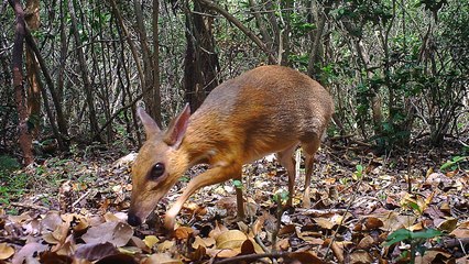 Mouse deer feared extinct rediscovered in Vietnam for first time in nearly 30 years