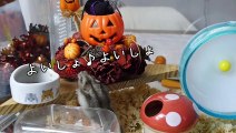 Hamster avec Halloween / Halloween with hamster / ハッピー・ハロウィーン・ハムスター　