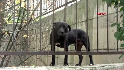 Okulda pitbull heyecanı