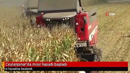 Ceylanpınar'da mısır hasadı başladı