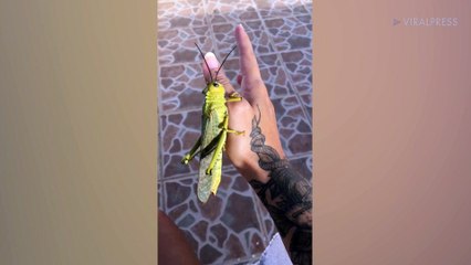 Huge Grasshopper Perches On Woman&apos;s Hand In Mexico