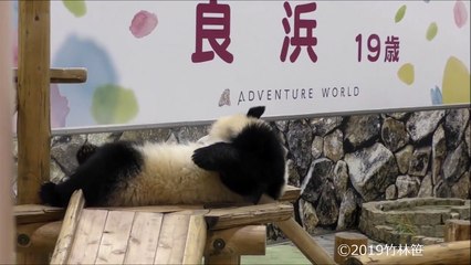 【ま~たね~】彩浜足抱えポーズからの「バイバイ✋」がかわい過ぎッ【赤ちゃんパンダ】Giant Panda -Saihin -☆Bye-bye time